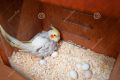 900grams Original Wide Wood Shavings  Lakrhi ka burada (Bura) wood shave bird cages accessories. 