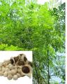 100+ Fresh Tree Seeds Easy Growing Different Bonsai Plant Flower. 