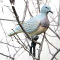 Pigeon Decoy Pair. 