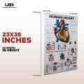 Human Heart Wall Chart | Wall Poster for Science Lab and clinics Decoration | HD picture Presentation on 200 grams Laminated Card 23*36 inches. 