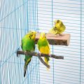 UK Bird Toys 3 Pcs set of Bird Perches Natural Wood Parrot Perches and ladder toy for Parakeet Cage Accessories Parakeet Toys for Parrots, Parakeets Cockatiels, Conures, Macaws, Love Birds, Finches. 