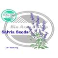 Salvia divinorum Seeds by Bin Azaz/Salvia Seeds. 