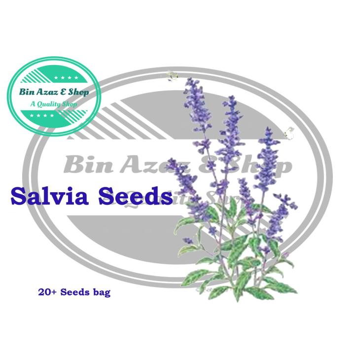 Salvia divinorum Seeds by Bin Azaz/Salvia Seeds