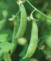 Burpee Sugar Snap Pea Seeds. 