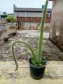 cactus and succulents real plants live plants home gardening rooftop garden. 