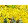 Amaltas Seeds / Cassia Fistula / Golden Shower Tree Seeds. 