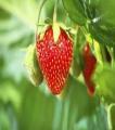 Strawberry seeds f1 (100% gurrented result). 