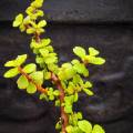 Elephant Bush Jade Live Plant - Drought Tolerant Succulent for Garden & Home Decor. 