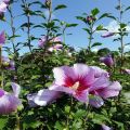 Purple Pillar Hibiscus Flower Plant Seeds. 