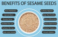 100% Natural White Sesame Seeds (Safed Til) – Unprocessed, High-Quality, Pakistani Origin – for Cooking, Baking & Garnishing. 