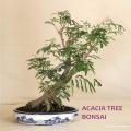 Desi Kikar - Vachellia Nilotica Acacia - Babool Tree Seeds. 