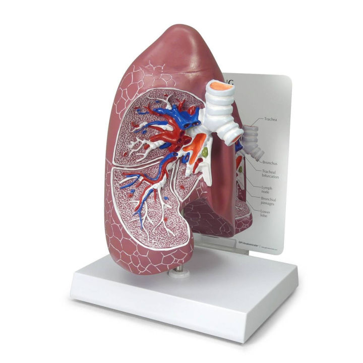 Lungs Model