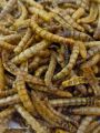 Dry Mealworms (Protein Bites Turmeric Coated For Your Birds). 