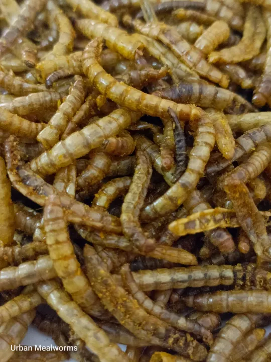 Dry%20Mealworms%20(Protein%20Bites%20Turmeric%20Coated%20For%20Your%20Birds)%20-%20Image%202