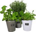 Flower Growing Kit indoor herb garden. 