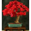 Unique Red Bougainvillea Spectabilis Seeds. 