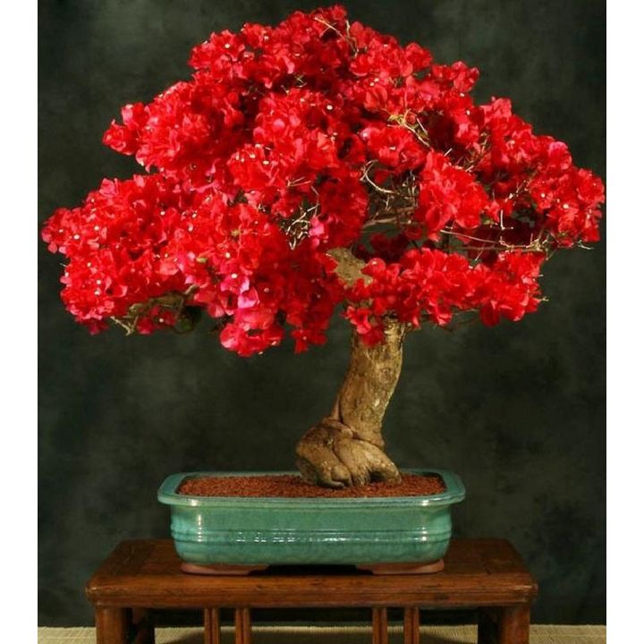 Unique Red Bougainvillea Spectabilis Seeds