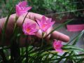 Pink Rain Lilly Zephyranthes Grandiflora Lycoris Candida Votaniki snowdrops LUCKY Pink Rain Lily Bulbs, Perennial Lily Flowering Bulbs,Bloom Multiple Times Rain Lily BY GREEN GOLD. 