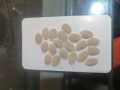 Kali Tori Seeds, کالی توری کے بیج. 