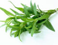 50+ Tarragon Green Herb Summer Seeds. 