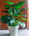 Large Artificial Plants for Home Decor Indoor 3ft Tall Faux Plants for Living Room, Office, and Indoor Spaces. 