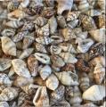200 Natural Sea Shells Pack. 