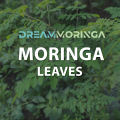 Moringa Powder 250 Grams | Rich in Calcium | 100% Pure | Vitamin C Powerhouse & Green Superfood | Gluten Free. 