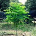 Sohanjna K Beech | Moringa Seeds Large | Organic & Fresh Garden Seeds. 