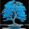 Rare Bonsai Blue Maple Tree Seeds. 