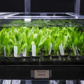Amazon Sword / Echinodorus Grisebachii Aquarium plant. 