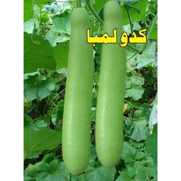 Kaddu Lamba (Loki) Summer Vegetable Seeds