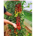 Cherry tomato Hybrid F 01 Seed. 