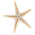 Sea shells size:0.5-3cm 100pcs Mini Starfish Craft Decoration Natural Sea Stars. 