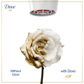 Dove Shampoo Intense Repair 650ML. 