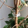 50pcs Trellis Tomato Clips Supports Connects Plants Vegetable Fastening Clip Sunlight Super Store. 