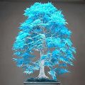 Blue Maple Bonsai Tree Seeds Pack of 50 Freshly Harvested Japanese Maple Tree Seeds for Bonsai Cultivation. 