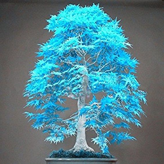 Blue%20Maple%20Bonsai%20Tree%20Seeds%20Pack%20of%2050%20Freshly%20Harvested%20Japanese%20Maple%20Tree%20Seeds%20for%20Bonsai%20Cultivation%20-%20Image%202