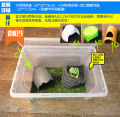 Green Gold Butterfly Bullfrog Horn Frog Package Breeding Box Professional Special Reptile Breeding Box Sponge Frog Mud. 