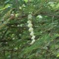 Desi Kikar - Vachellia Nilotica Acacia - Babool Tree Seeds. 