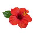 SK ORGANIC Hibiscus powder For Hair Fall And Growth 150g. 