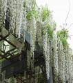 Unique Bonsai White Wisteria Tree Seeds. 
