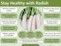 Radish / Moli Fresh Vegetable Seeds - Excellent Germination. 