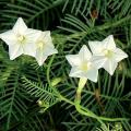 Cypress (Ipomoea quamoclit) Creeper Mix Colour Spring Summer Season Flower Seeds. 
