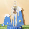Three-dimensional Human Anatomy Toy Interactive Human Body Model Set for Kids Educational Science Lab Toy for Learning about Human Anatomy Biology Detachable Parts for Hands-on Exploration for Curious. 
