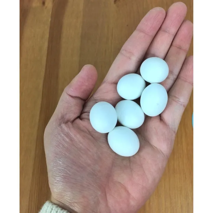 (9%20or%2018%20Pcs)%20Artificial%20Plastic%20Eggs%20-%20Dummy%20eggs%20of%20Bird%20-%20Bird's%20Egg%20Size%20Plastic%20Hollow%20Shell%20-%20Image%205