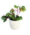 Iresine Herbstii BeafSteak Garden-Plant |Best for Seed Garden & Home Decoration|. 