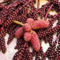 Sumac Spice, 100 g Sumak Spice Turkish, Oriental Sumac, Vinegar Tree Spice, Naturally Without Colourants and Additives, Hand Bottled in Germany. 