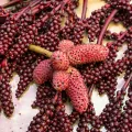 Sumac Spice, 100 g Sumak Spice Turkish, Oriental Sumac, Vinegar Tree Spice, Naturally Without Colourants and Additives, Hand Bottled in Germany. 