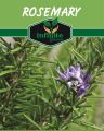 Rosemary Herb seeds 15 seeds. 