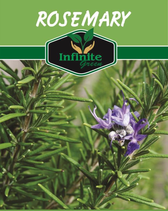 Rosemary Herb seeds 15 seeds